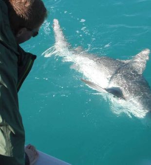 Jawsome Adventures in Tampa Bay Fishing!